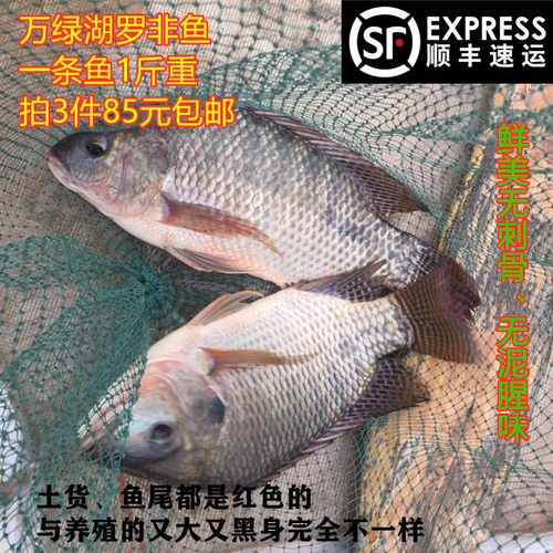 新鲜罗非鱼1斤福寿鱼无刺非洲鲫万绿湖活宰河源土货发顺丰 - 封面