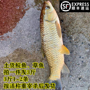 万绿湖草鱼鲩鱼草鲩 淡水鱼冰鲜鱼发货3斤混子鱼鲜活现杀食材水产