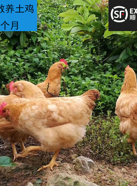 农家散养土鸡整只走地鸡冰鲜母鸡