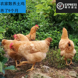 农家散养土鸡走地放养杀前3斤生鲜活鸡现杀柴鸡230天年货节送礼