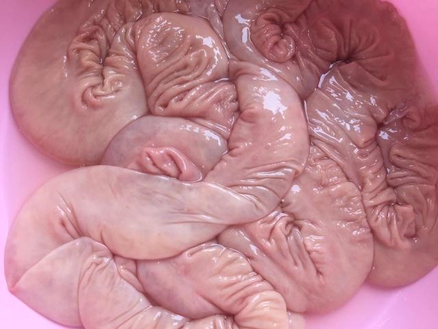 农家新鲜猪大肠3斤猪肥肠头生鲜去油肥肠农家散养土猪内脏猪杂肉