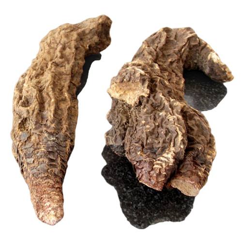 甘肃本地泡水肉苁蓉沙漠人参