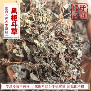 寻野实拍 药材 风柜斗草 楮头红小叶深山风鼓草风谷草红杆风骨草