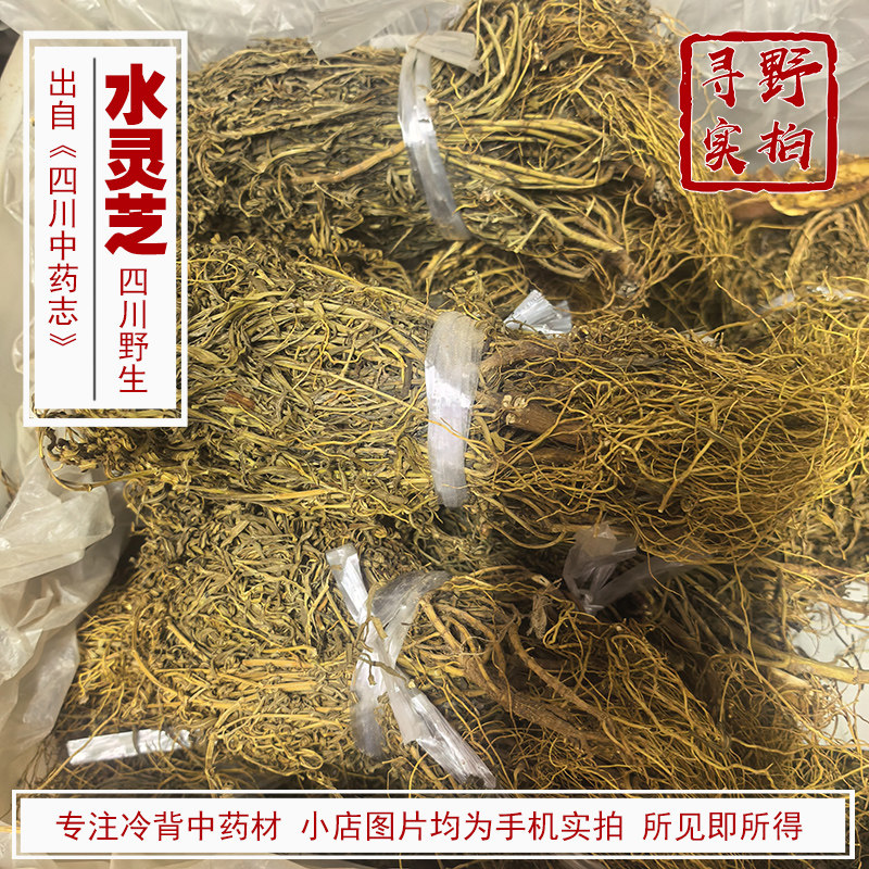 寻野实拍野生水灵芝中药材图片