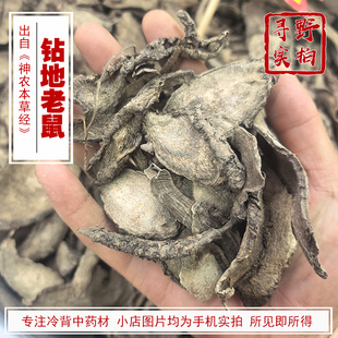 寻野实拍 中药材 钻地老鼠 钻地老鼠根白花参紫胭脂花头
