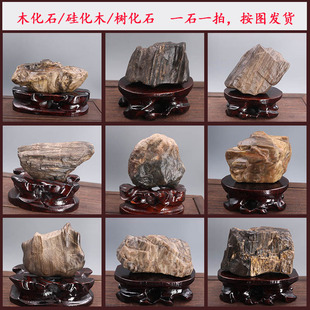 新疆纯天然木化石原石风凌石硅化木 树化玉树化石石头摆件手把件
