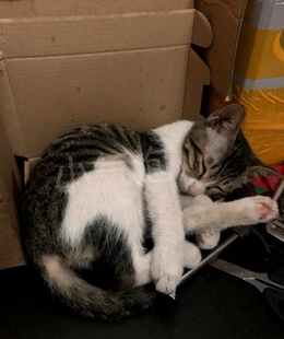 广州番禺沙溪厦滘上滘洛溪上门喂养宠物猫狗铲屎清洁陪玩换水遛狗