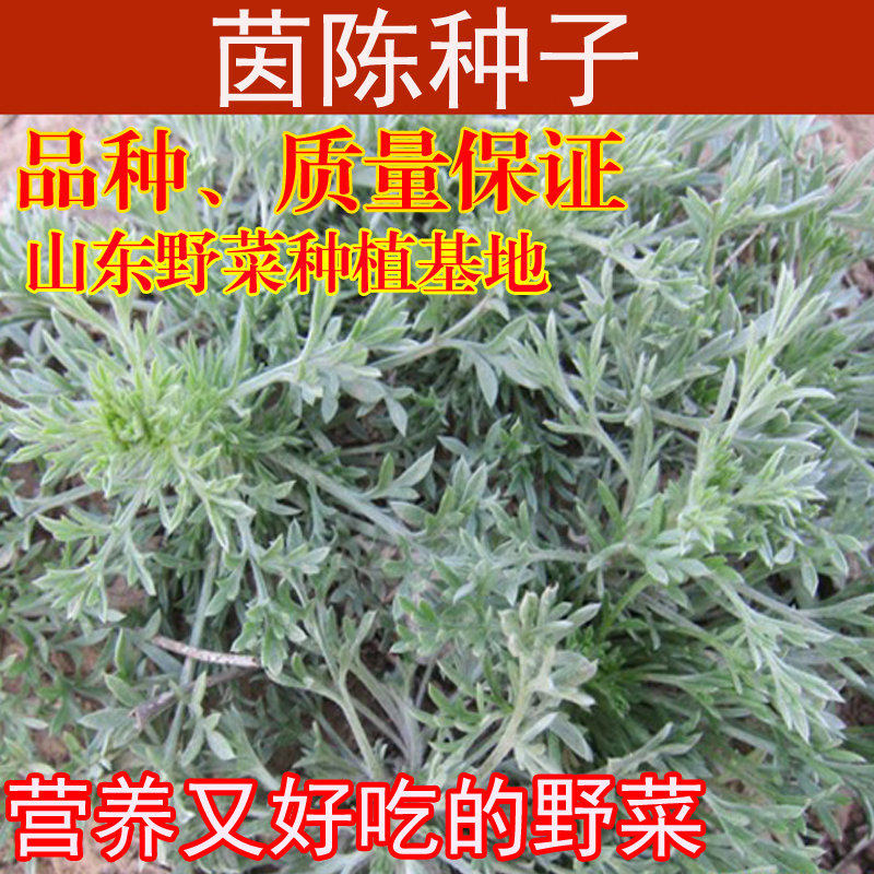 茵陈种子种苗白蒿种籽山东野菜种植基地山野菜阳台盆栽多年生包邮