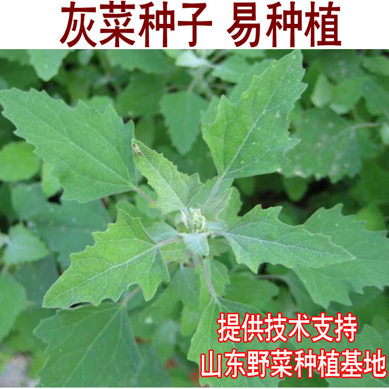 山东野菜种植基地灰灰菜种子山野菜阳台盆栽蔬菜易种植好吃包邮