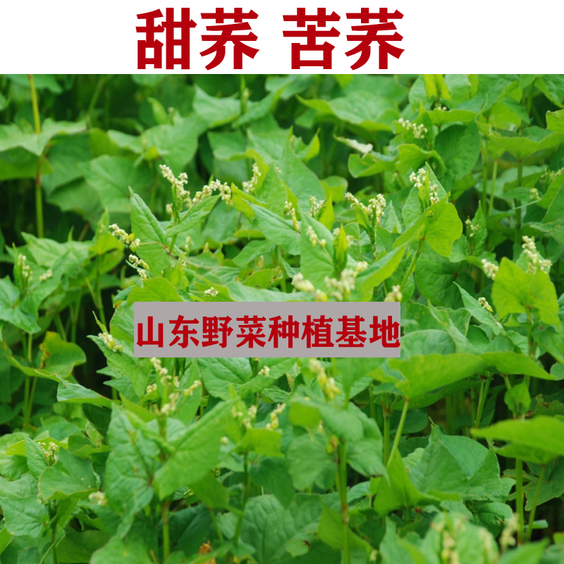 苦荞种子甜荞荞麦山野菜阳台盆栽蔬菜庭院规模种植均