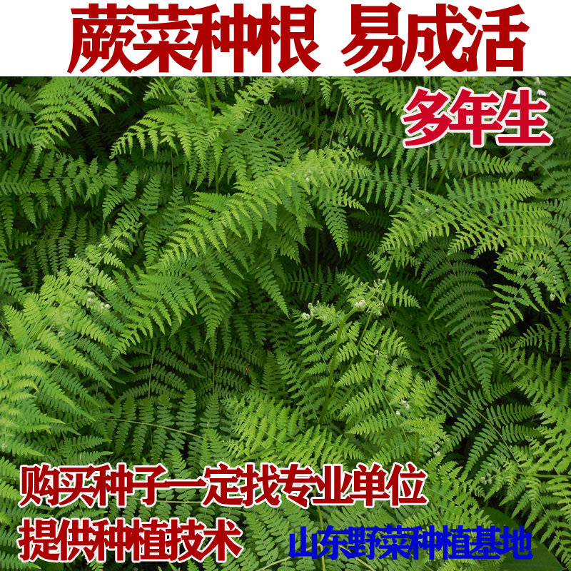 蔬菜拳头多年生阳台盆栽种苗