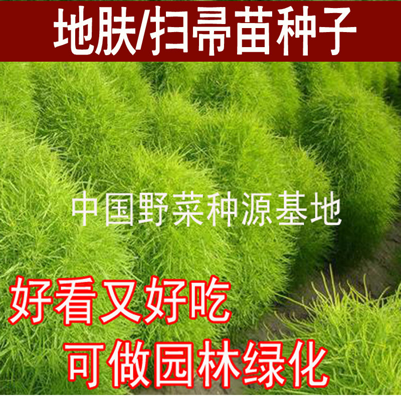 山东野菜种植基地绿地肤种子红扫帚苗种籽阳台盆栽蔬菜绿化包邮