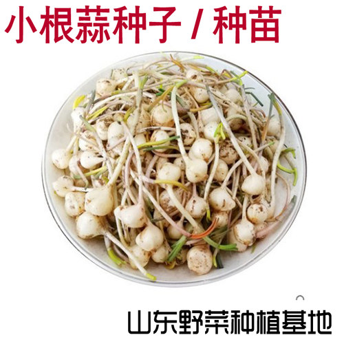 野葱薤白山蒜茭头阳台盆栽种子