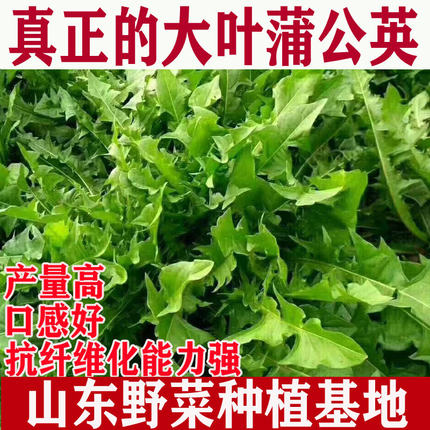 山野菜种植大叶蒲公英种子婆婆丁苗籽阳台盆栽蔬菜四季药食包邮