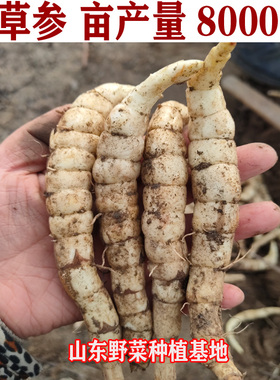 新鲜地参种子虫草参种苗泽兰参地笋银条菜地藕野菜产量高好种包邮