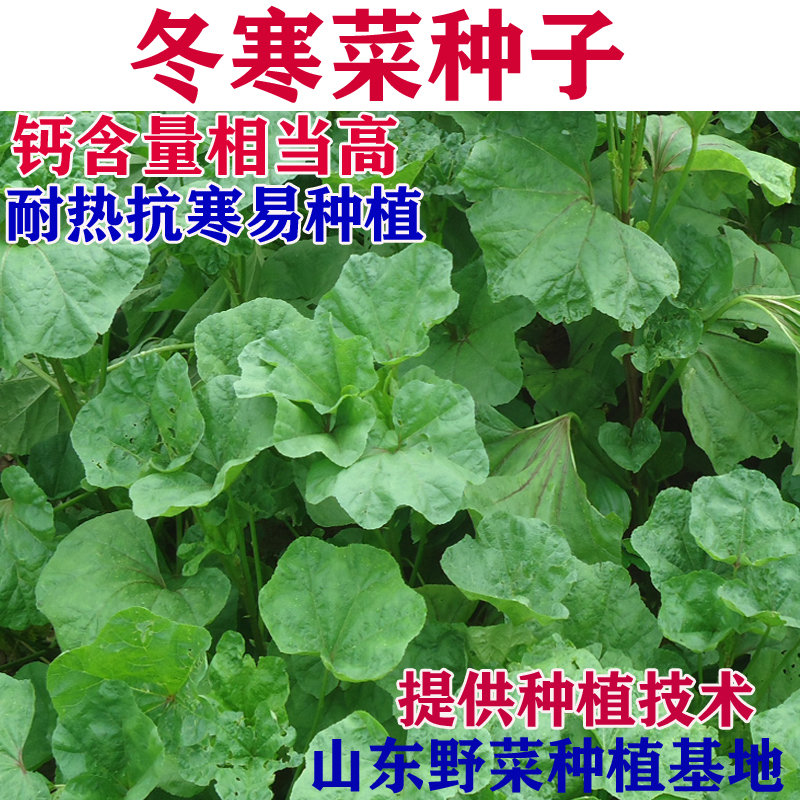 冬寒菜种子补钙菜高钙菜种子儿童补钙种子包邮山野菜种子易种植