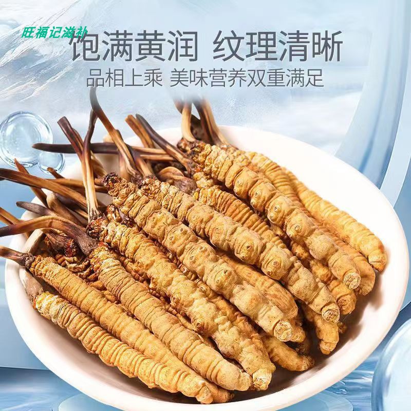 冬虫夏草西藏那曲断草断冬虫夏草
