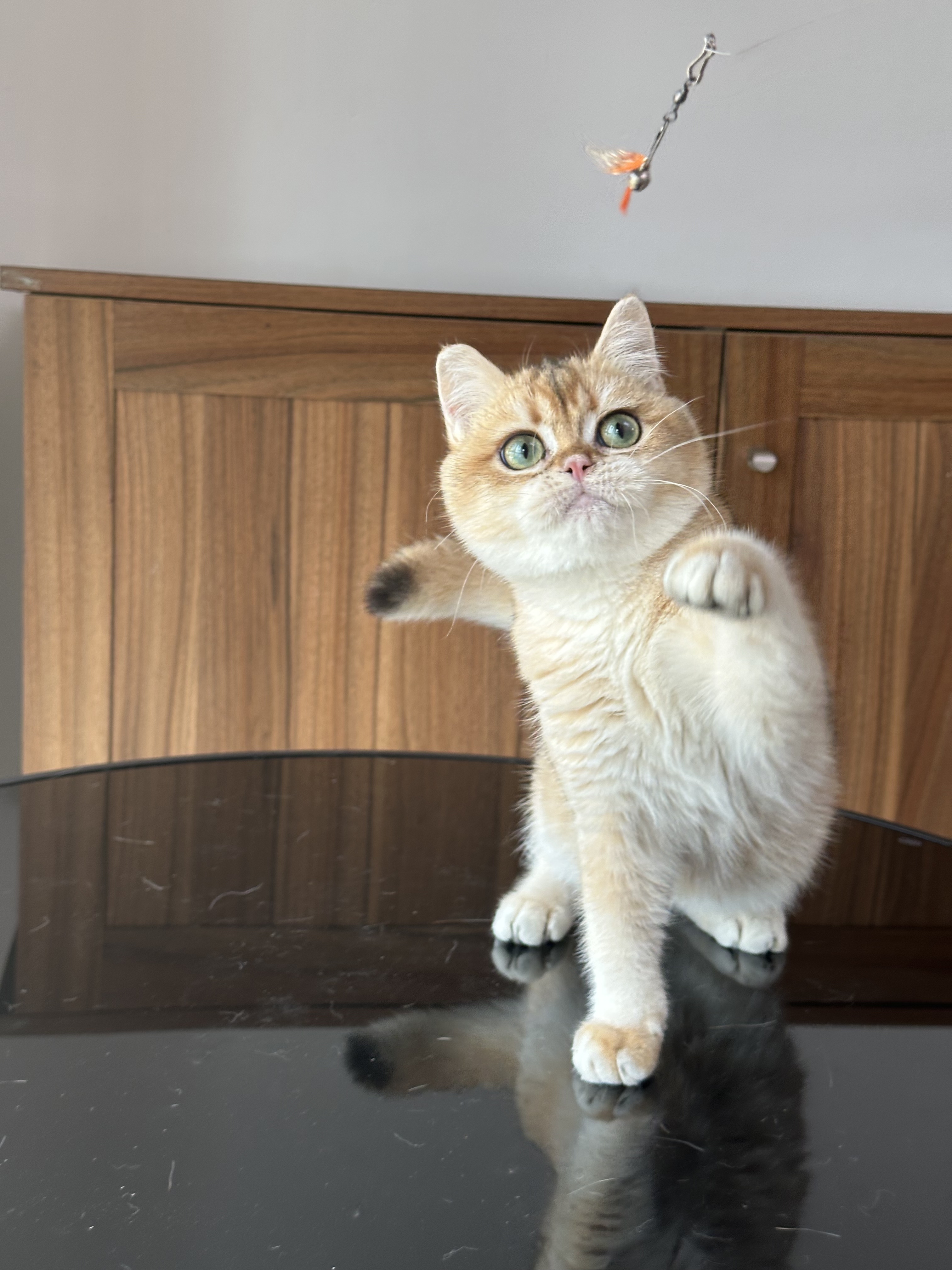 英国短毛猫金渐层弟弟纯种猫舍英长宠物猫幼猫成猫猫咪wcf双血统