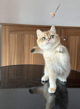 英国短毛猫金渐层弟弟纯种猫舍英长宠物猫幼猫成猫猫咪wcf双血统