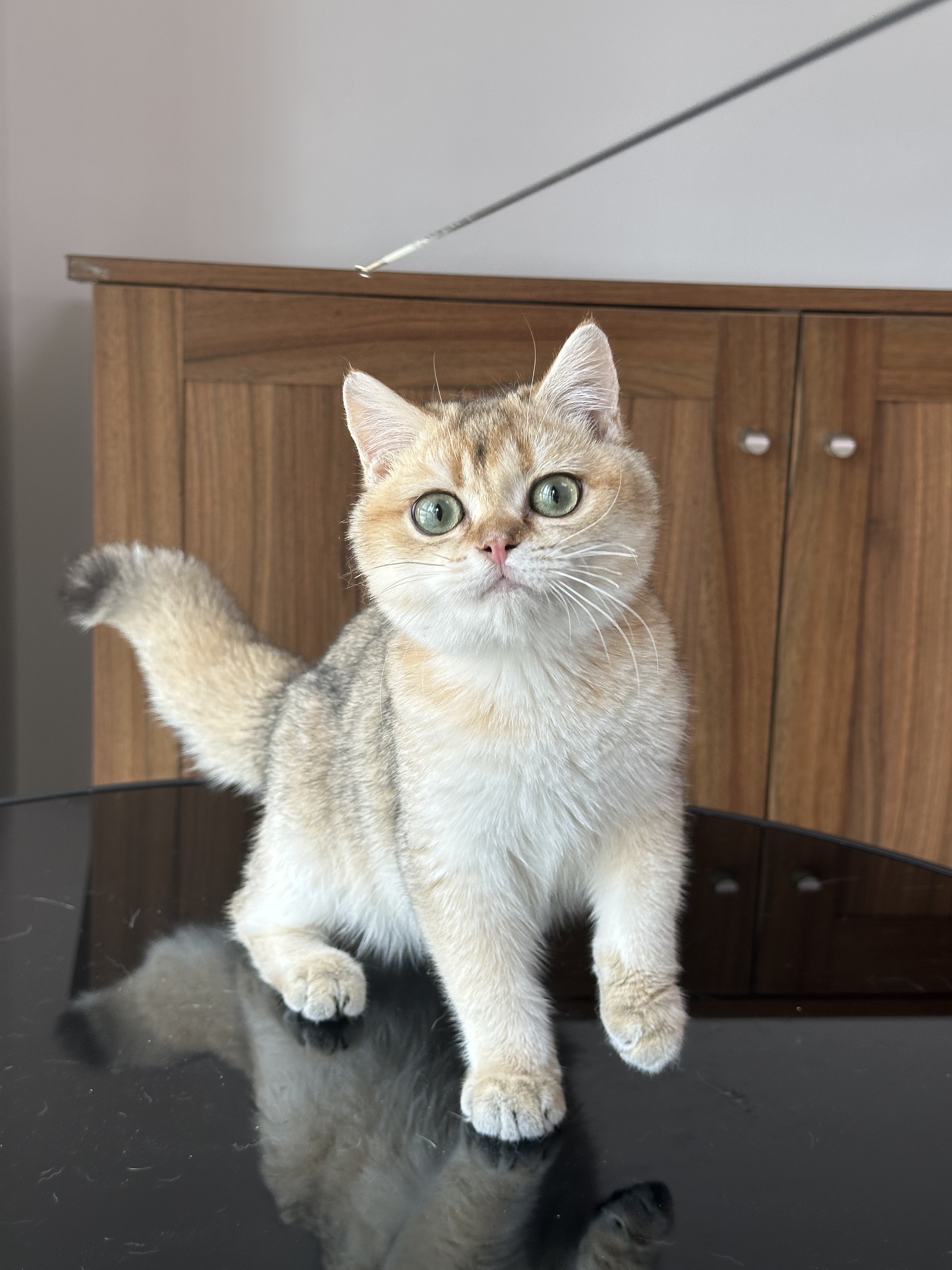 英国短毛猫纯种金渐层猫舍宠物猫幼猫成猫双血统英短弟弟金渐层公