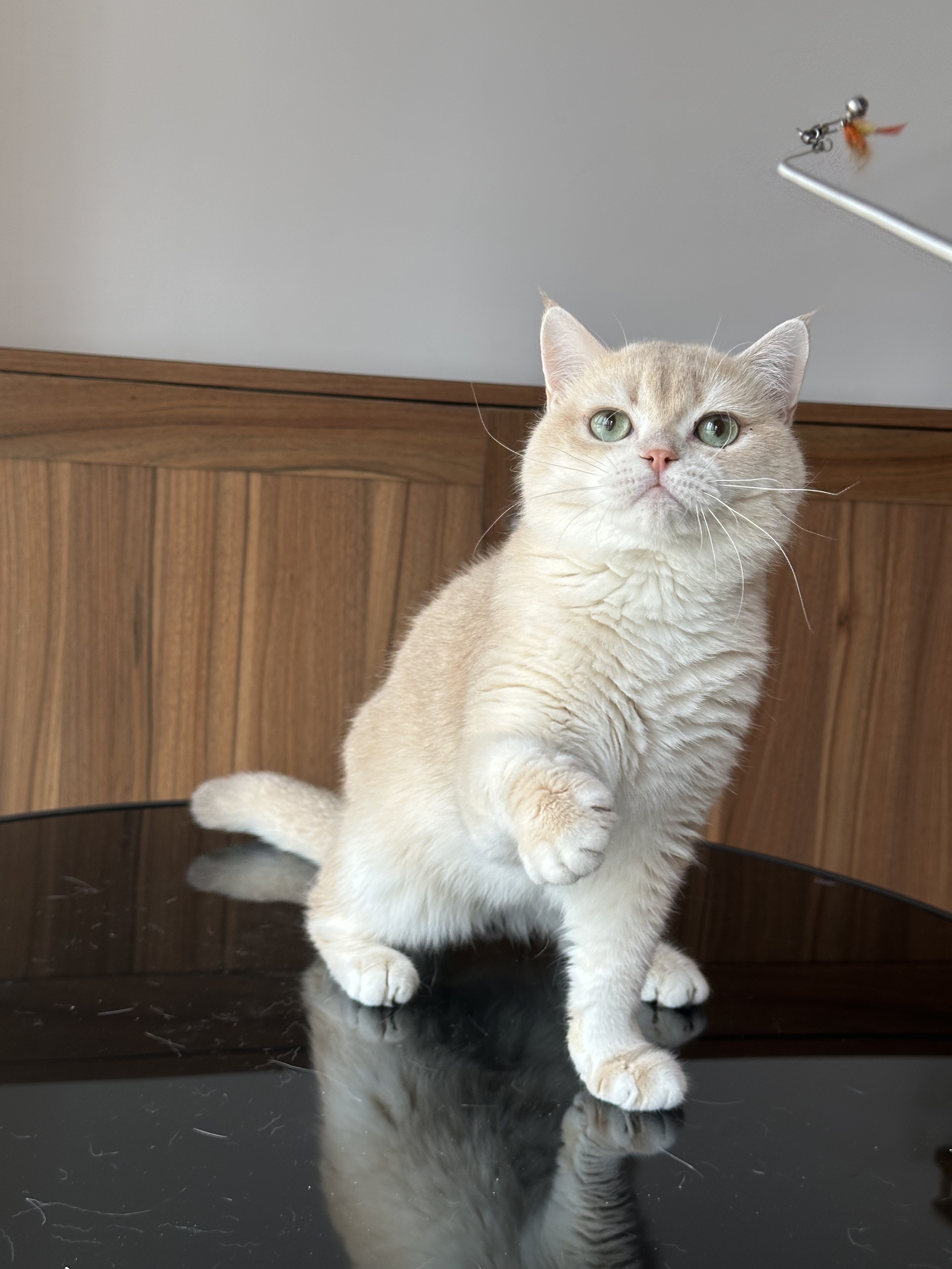 英国短毛猫紫金渐层弟弟纯种猫舍宠物猫幼猫成猫猫咪wcf双血统