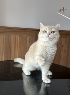 英国短毛猫紫金渐层弟弟纯种猫舍宠物猫幼猫成猫猫咪wcf双血统
