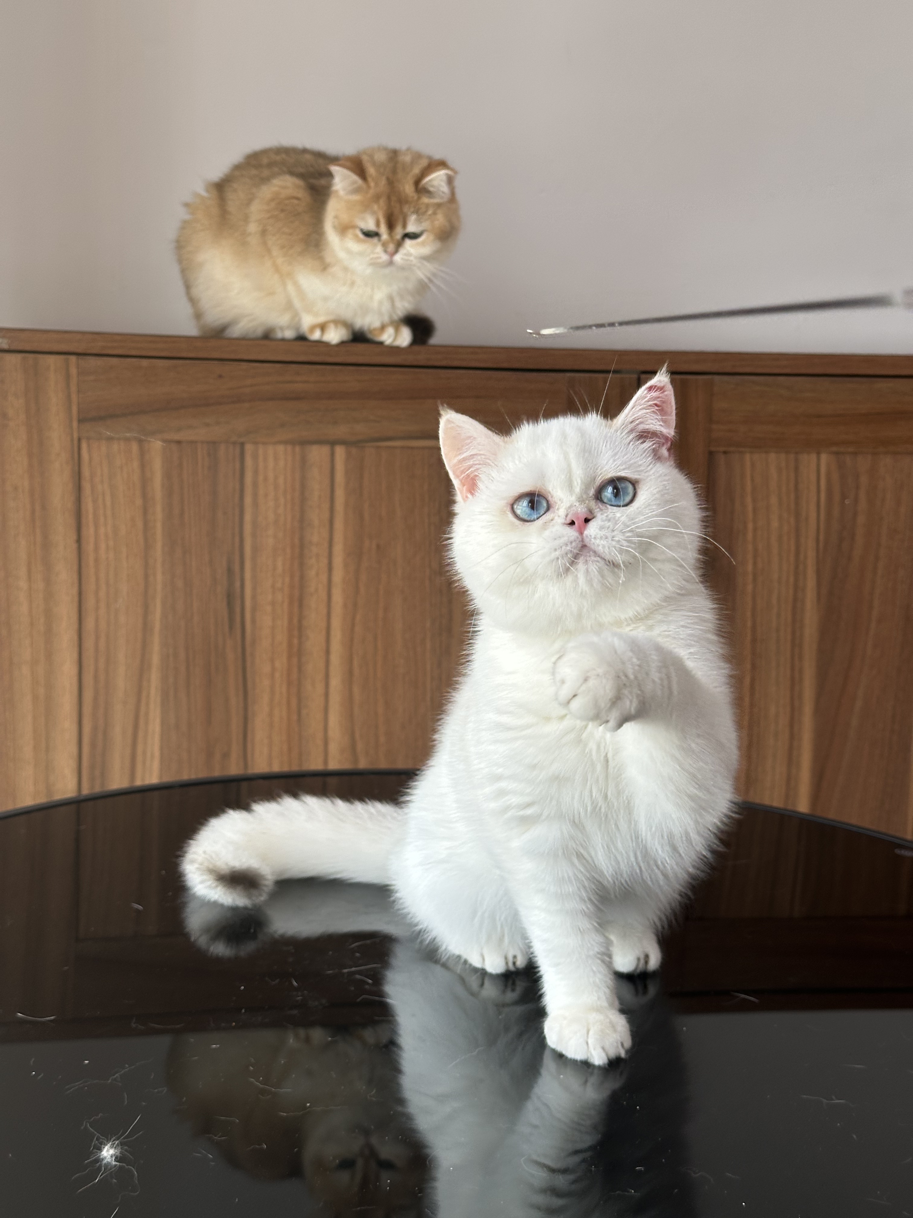 纯种巧克力金渐层重点色幼猫活体宠物猫英国短毛巧克力金点英短