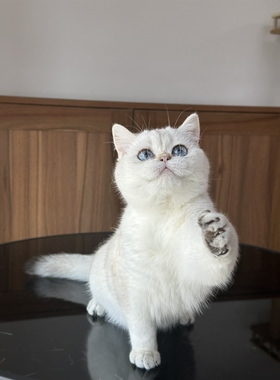 英国短毛猫金渐层重点色纯种金渐层猫舍宠物猫幼猫成猫wcf双血统