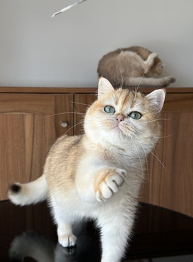 英国短毛猫ny12纯血统金渐层猫舍宠物猫幼猫成猫猫咪wcf双血统
