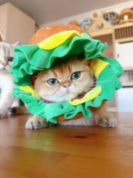 英国短毛猫金渐层咨询