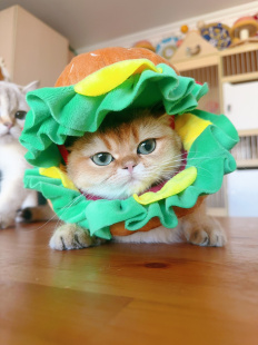 英国短毛猫金渐层咨询