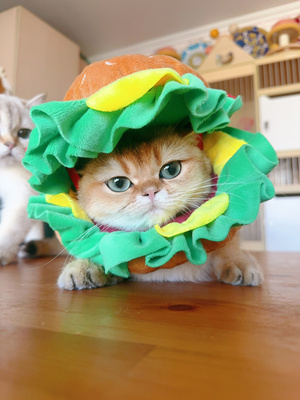 英国短毛猫纯血统金渐层猫舍宠物猫幼崽幼猫成猫猫咪活物宠物纯种