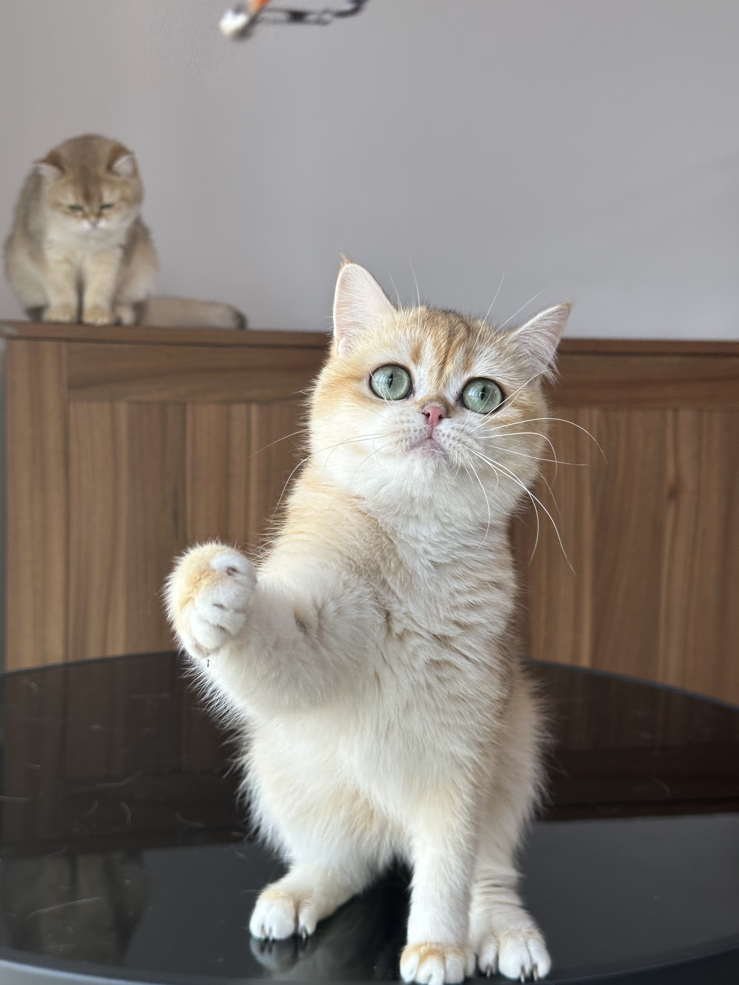 金渐层ny12妹妹英国短毛猫舍英短金渐层幼猫成猫纯种猫猫舍双血统