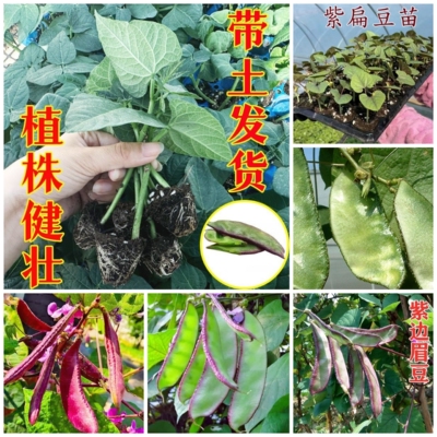 红眉豆秧苗月亮菜紫边眉豆苗猪耳朵豆苗易活耐热带土阳台盆栽菜苗