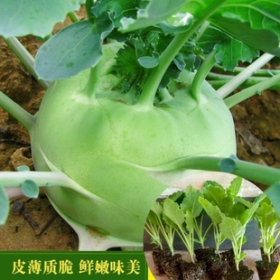 天津青苤兰秧苗紫苤蓝菜种苗芥兰头芥蓝球高产四季芥菜疙瘩榨菜苗
