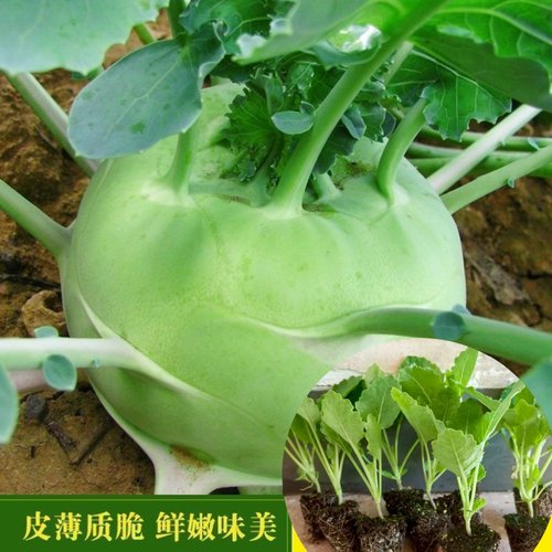 天津苤兰秧苗四季芥菜疙瘩榨菜苗
