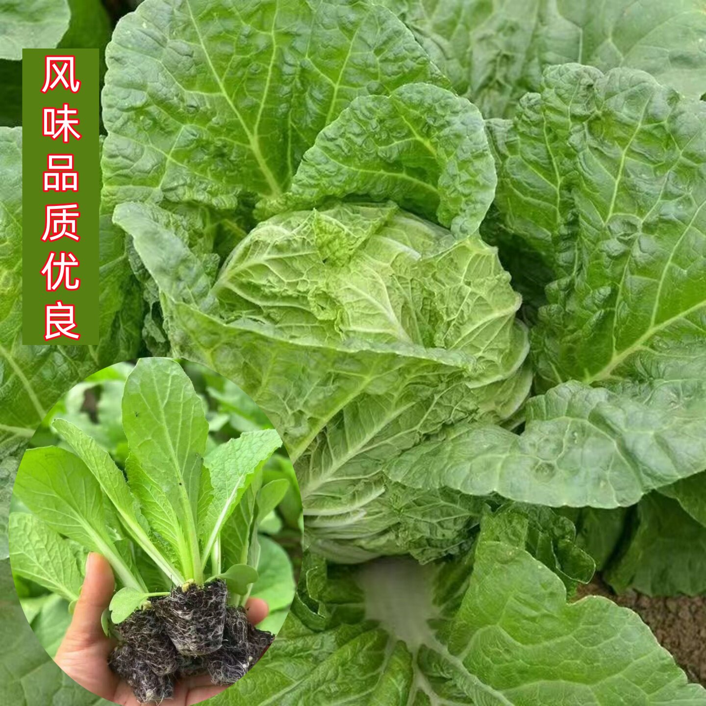 大白菜苗口感品质佳耐储藏白菜秧苗结球紧实净菜率高抗病强大白菜