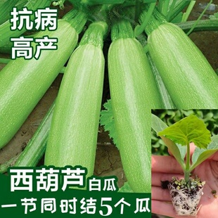 西葫芦苗四季西葫芦小瓜秧苗白瓜番瓜花盆盆栽高产菜瓜荨瓜苗菜苗