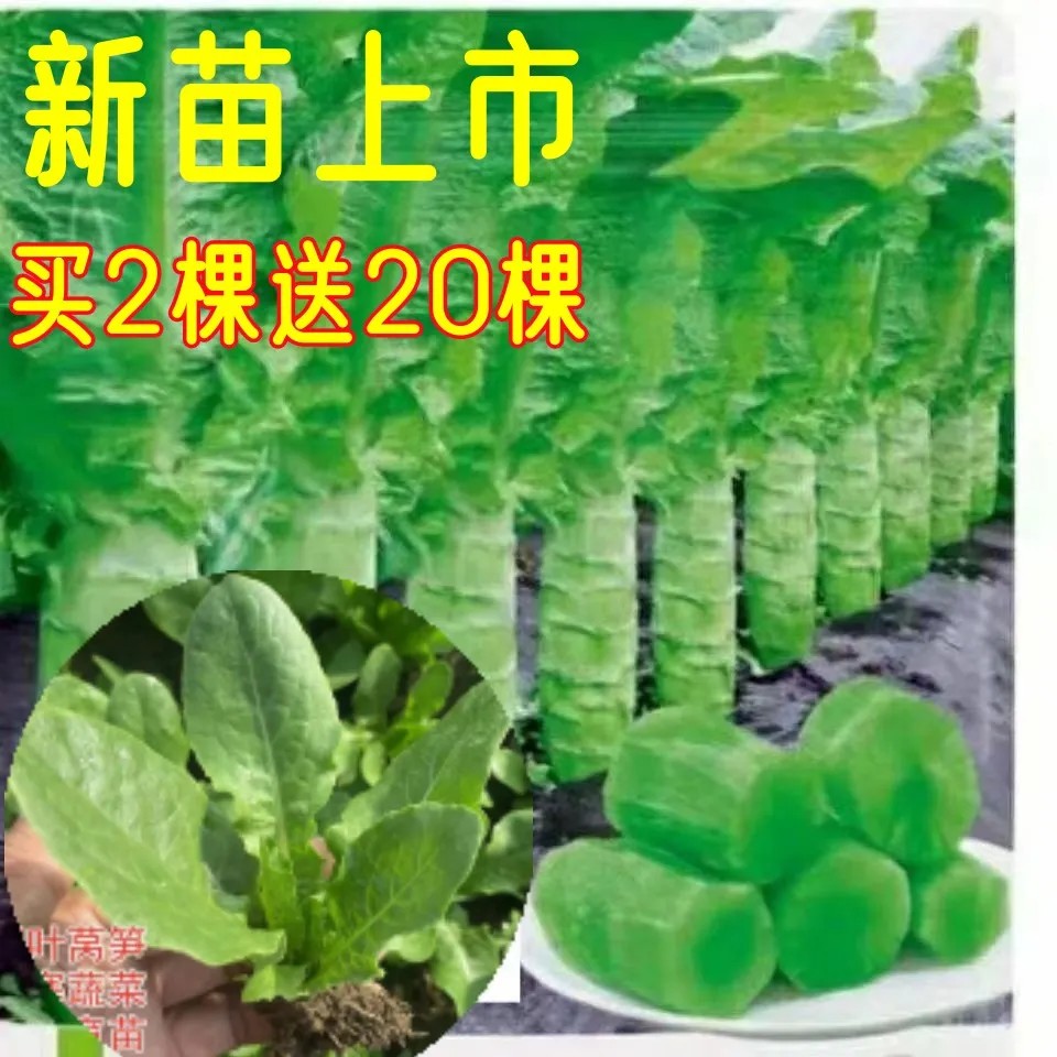 莴苣苗青皮浓香红叶莴笋秧苗秋冬耐寒茎杆粗大莴苣莴笋盆栽大秧苗