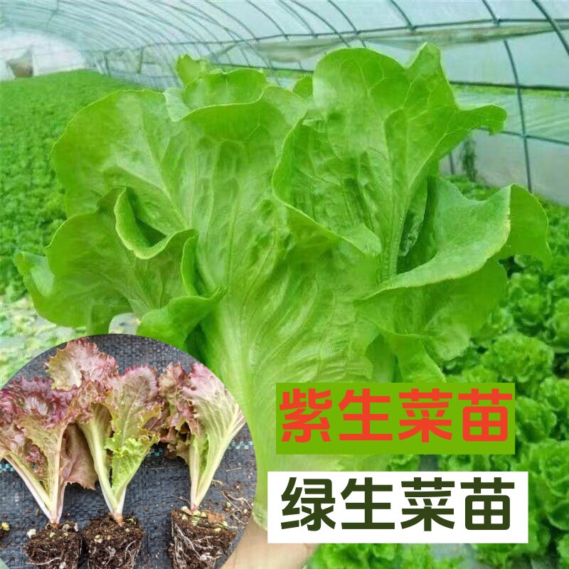 生菜苗好吃抗病大白菜苗耐热耐寒耐抽苔罗马生菜秧苗阳台盆栽种植