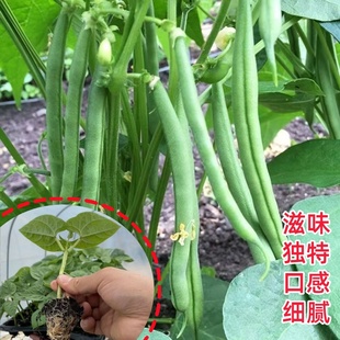 四季豆秧苗架豆王青豆苗挂满架摘不败豆角苗春秋盆栽高产四季扁豆