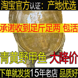 青黄色 外塘生态公甲鱼 食用新鲜活大甲鱼团鱼王八水鱼母鳖中华鳖