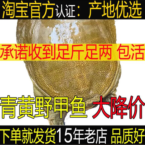 好甲鱼15年五皇冠老店产地优选
