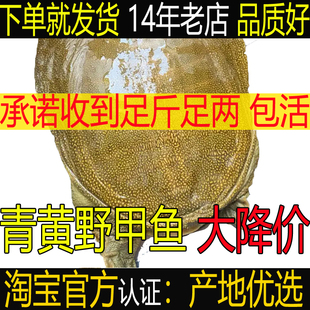 青黄色 外塘生态公甲鱼 食用新鲜活大甲鱼团鱼王八水鱼母鳖中华鳖