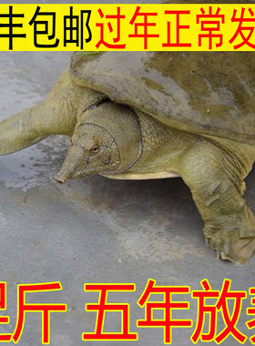 【健康 滋补】青黄色外塘公母甲鱼活体放养食用鲜活水鱼团鱼王八