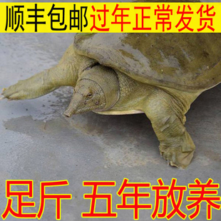 【健康 滋补】青黄色外塘公母甲鱼活体放养食用鲜活水鱼团鱼王八