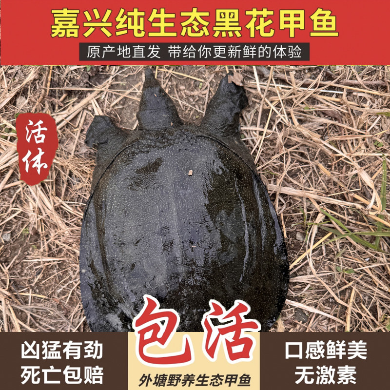 黑花公甲鱼 太湖花鳖新鲜活甲鱼中华鳖食用 生态放养黑色甲鱼斑点,水产肉类/新鲜蔬果/熟食,甲鱼,淘宝优惠券,粉丝福利购,淘宝优惠卷