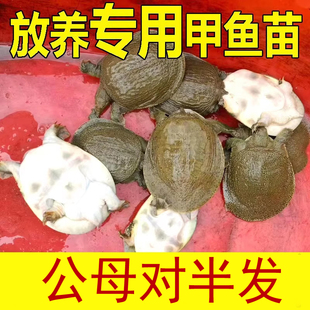 公母对半 外塘放养鲜活小甲鱼苗小活体水鱼团鱼王八中华鳖苗小