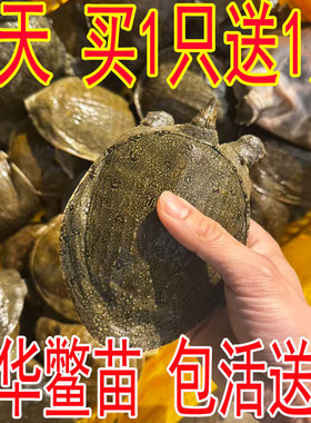 买1只送1只五皇冠店铺鲜活甲鱼