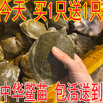 买1只送1只五皇冠店铺鲜活甲鱼